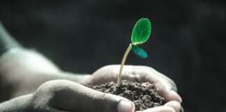 Co je to grow box a co s ním můžete pěstovat?