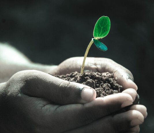 Co je to grow box a co s ním můžete pěstovat?
